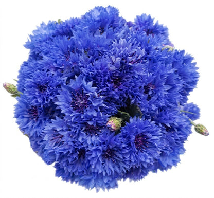 Classic Cornflower Bouquet - Florist London