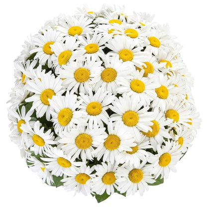 Classic Daisy Bouquet - Florist London