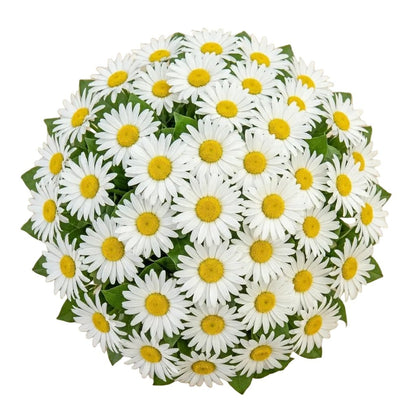 Classic Daisy Bouquet - Florist London