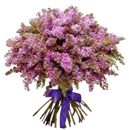 Classic Lilac Bouquet - Florist London