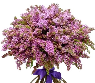 Classic Lilac Bouquet - Florist London