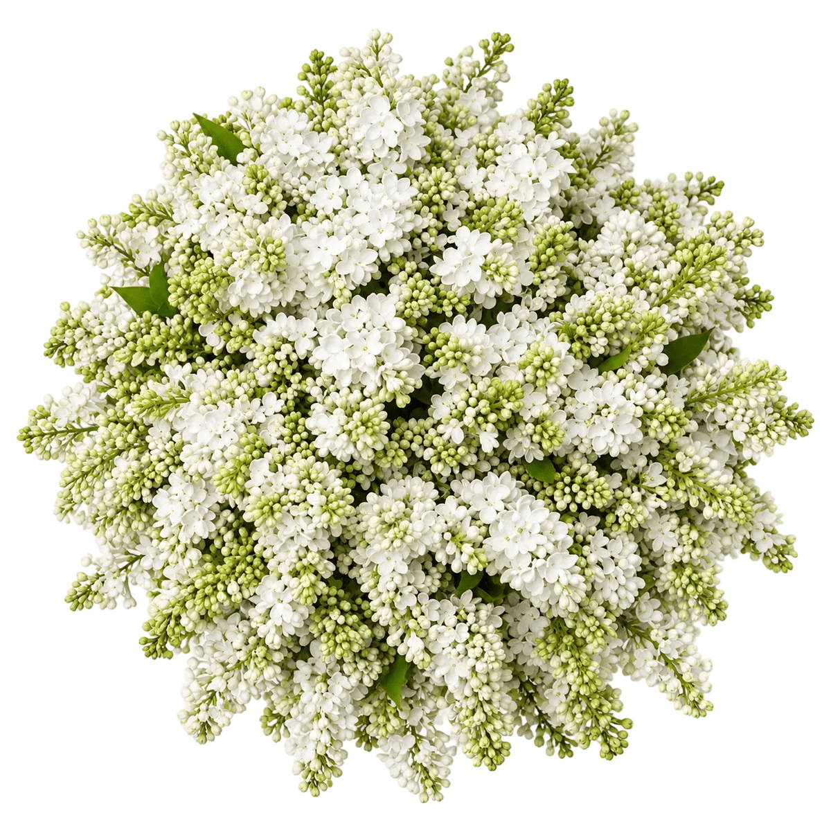 Classic Lilac Bouquet - Florist London