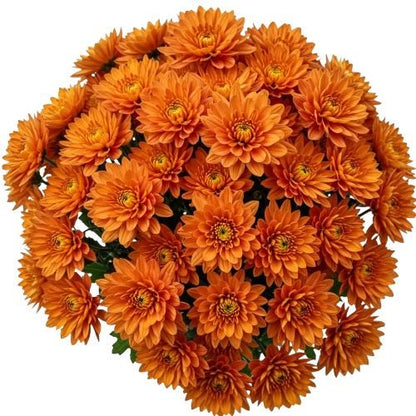 Classic Orange Chrysanthemum Bouquet - Florist London
