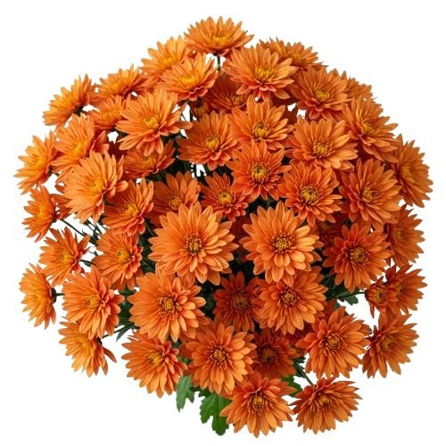 Classic Orange Chrysanthemum Bouquet - Florist London