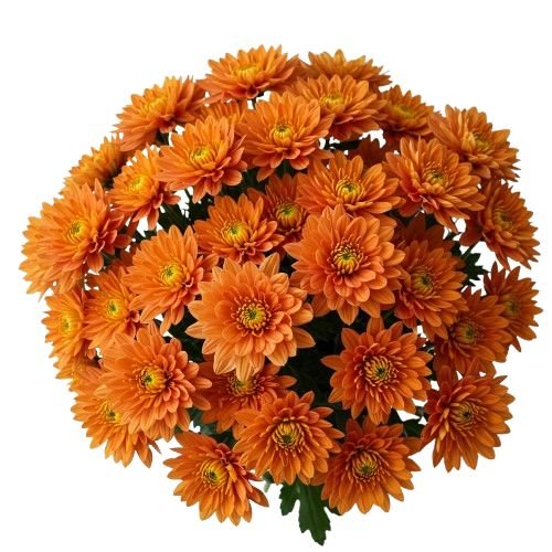 Classic Orange Chrysanthemum Bouquet - Florist London