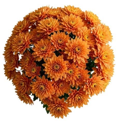 Classic Orange Chrysanthemum Bouquet - Florist London