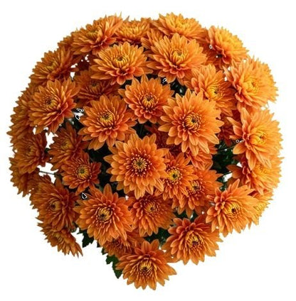 Classic Orange Chrysanthemum Bouquet - Florist London