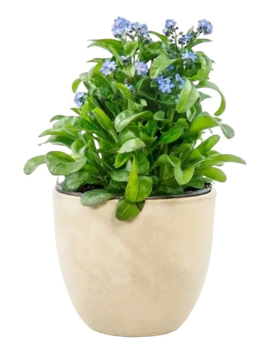 Classic Potted Blue Forget - Me - Not Plant - Florist London