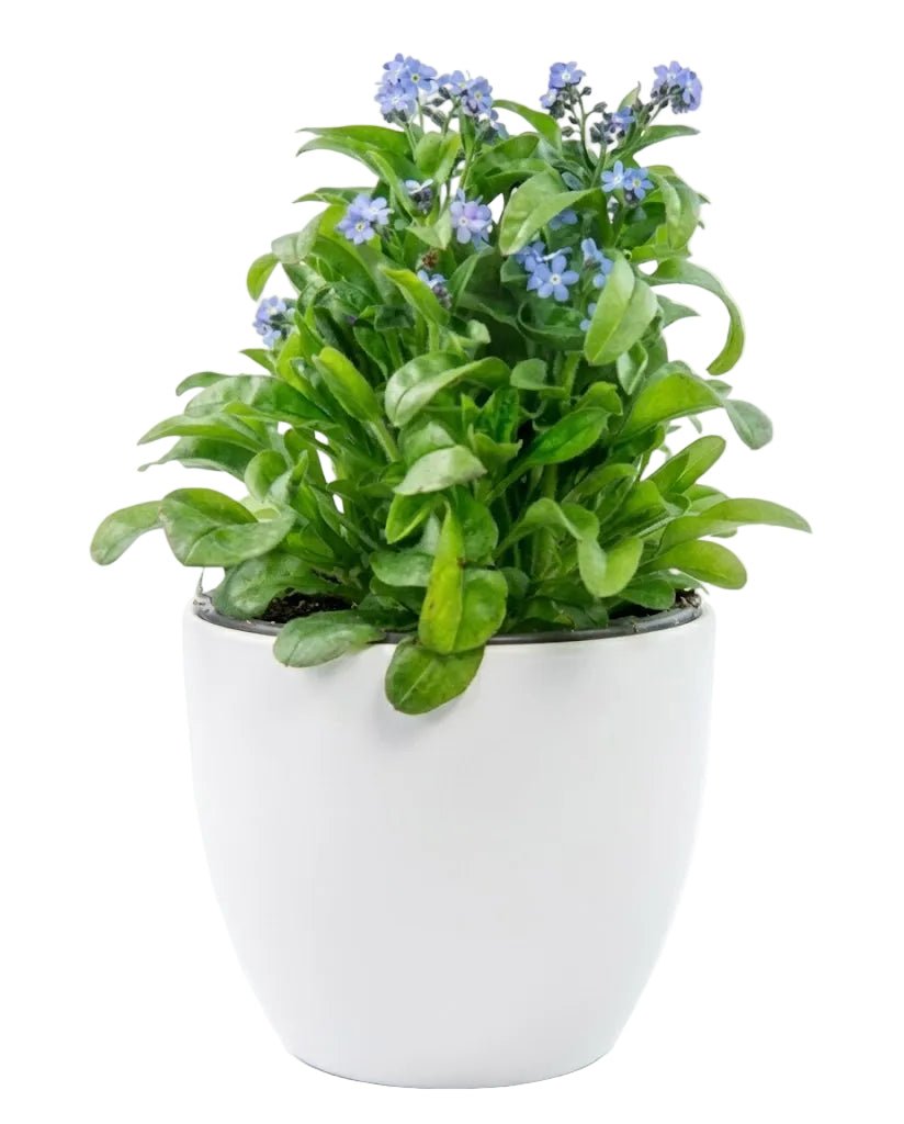 Classic Potted Blue Forget - Me - Not Plant - Florist London