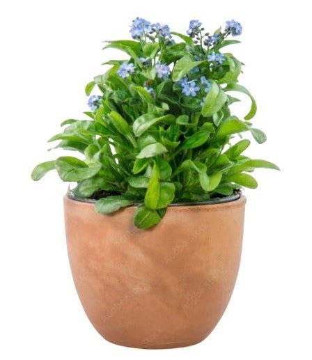 Classic Potted Blue Forget - Me - Not Plant - Florist London