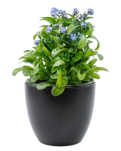 Classic Potted Blue Forget - Me - Not Plant - Florist London