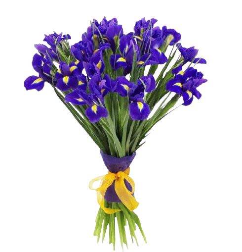 Classic Purple Iris Bouquet
