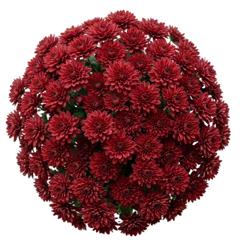 Classic Red Chrysanthemum Bouquet - Florist London