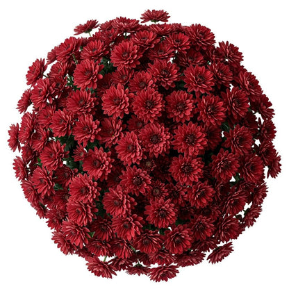 Classic Red Chrysanthemum Bouquet - Florist London