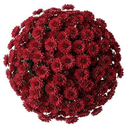 Classic Red Chrysanthemum Bouquet