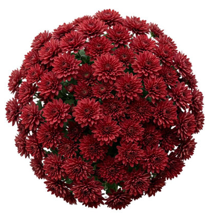 Classic Red Chrysanthemum Bouquet