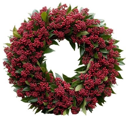 Classic Red Skimmia Rubella Door Wreath - Florist London