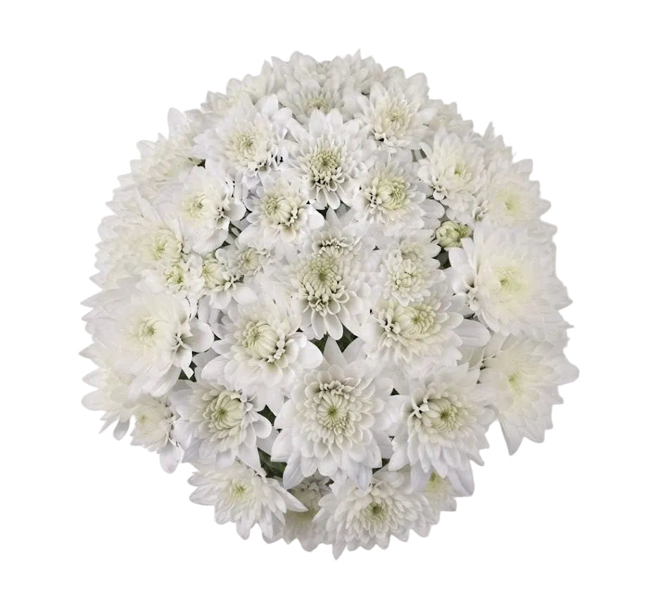 Classic White Chrysanthemum Bouquet - Florist London