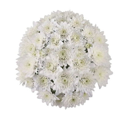 Classic White Chrysanthemum Bouquet - Florist London