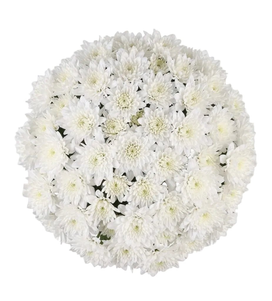 Classic White Chrysanthemum Bouquet - Florist London