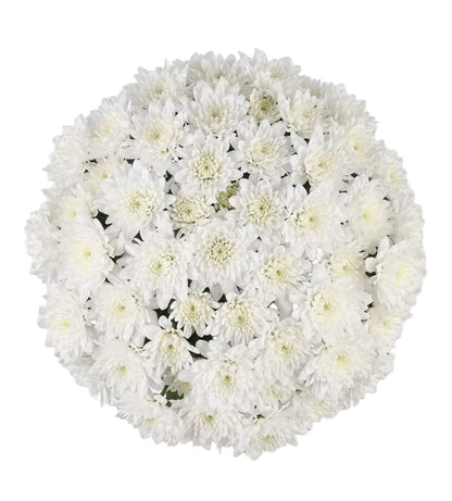 Classic White Chrysanthemum Bouquet - Florist London