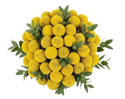 Classic Yellow Craspedia Bouquet - Florist London