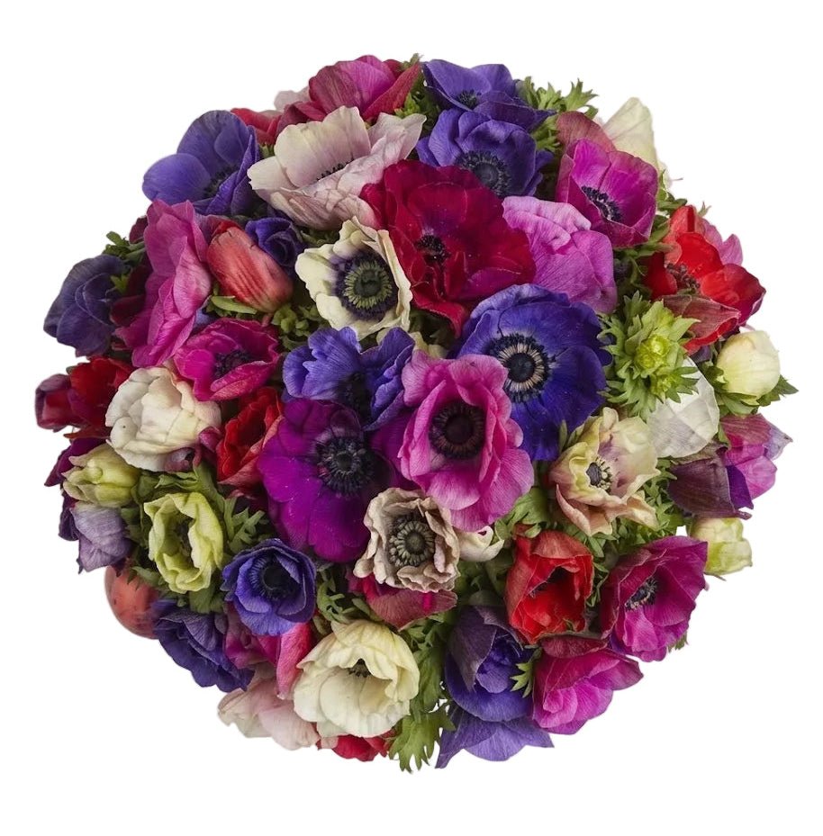 Colored Anemone Bouquet - Florist London