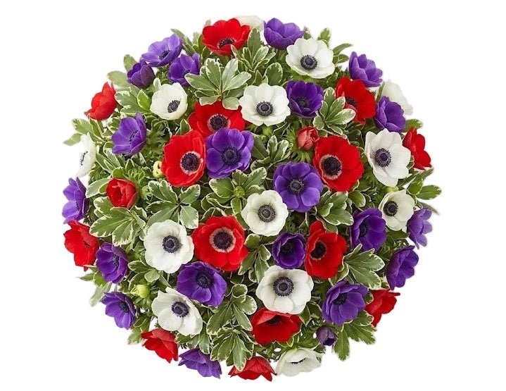 Colourful Anemones Bouquet - Florist London
