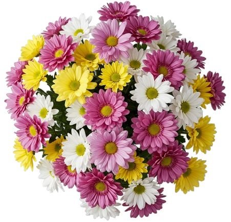 Colourful Chrysanthemum Bouquet - Florist London