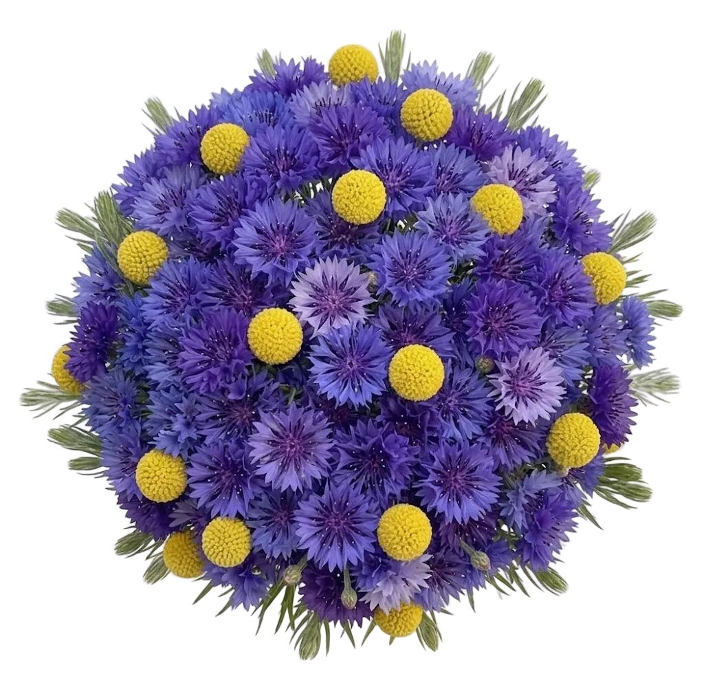 Cornflower with Yellow Craspedia Bouquet - Florist London