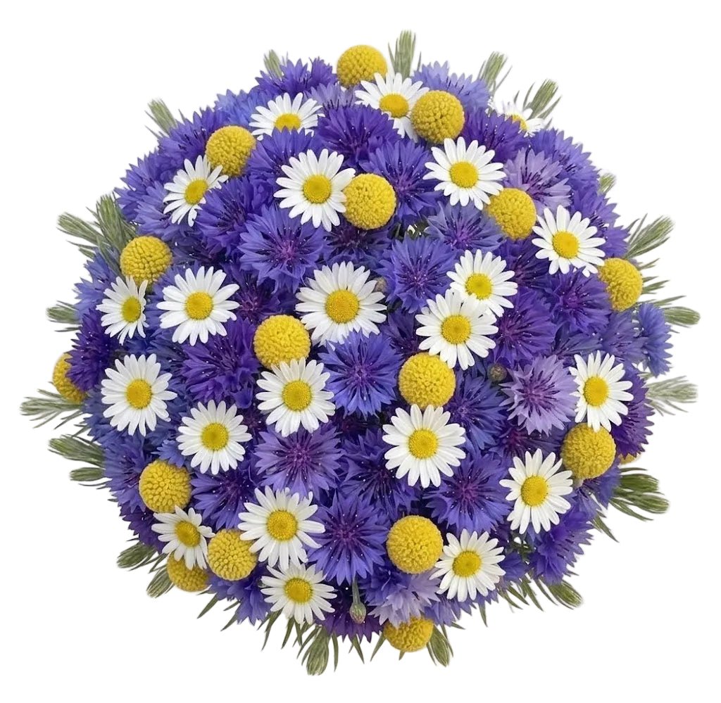 Cornflowers and Daisy with Craspedia Bouquet - Florist London