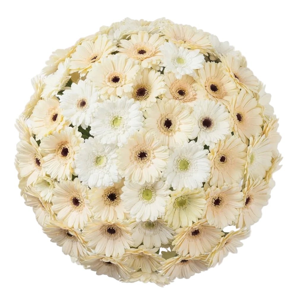 Cream and White Gerbera Bouquet - Florist London