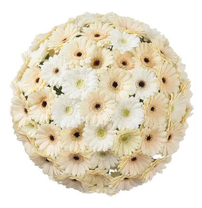 Cream and White Gerbera Bouquet - Florist London