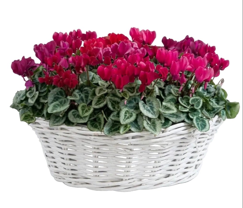 Cyclamen in Basket - Florist London