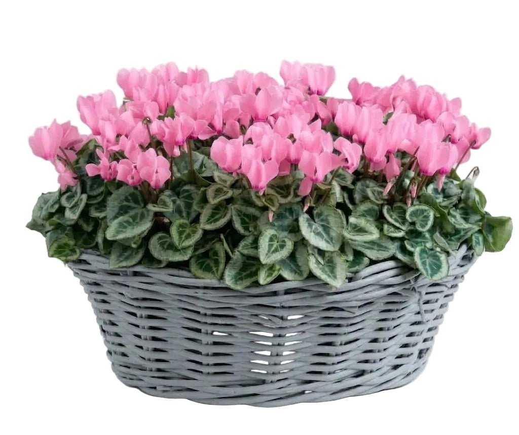 Cyclamen in Basket - Florist London