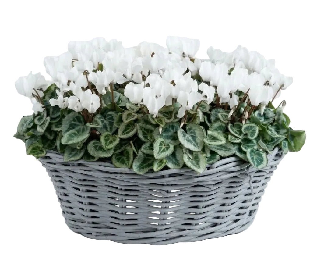 Cyclamen in Basket - Florist London