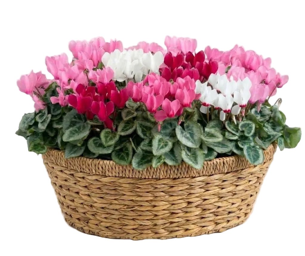 Cyclamen in Basket - Florist London