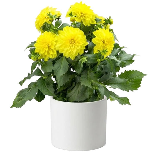 Dahlia Royal Dahlietta Margaret Plant - Florist London