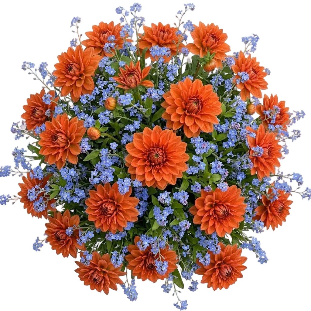 Dahlia with Blue Forget-Me-Not Bouquet - Florist London
