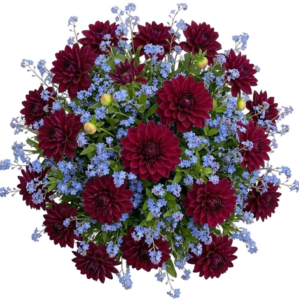 Dahlia with Blue Forget-Me-Not Bouquet - Florist London