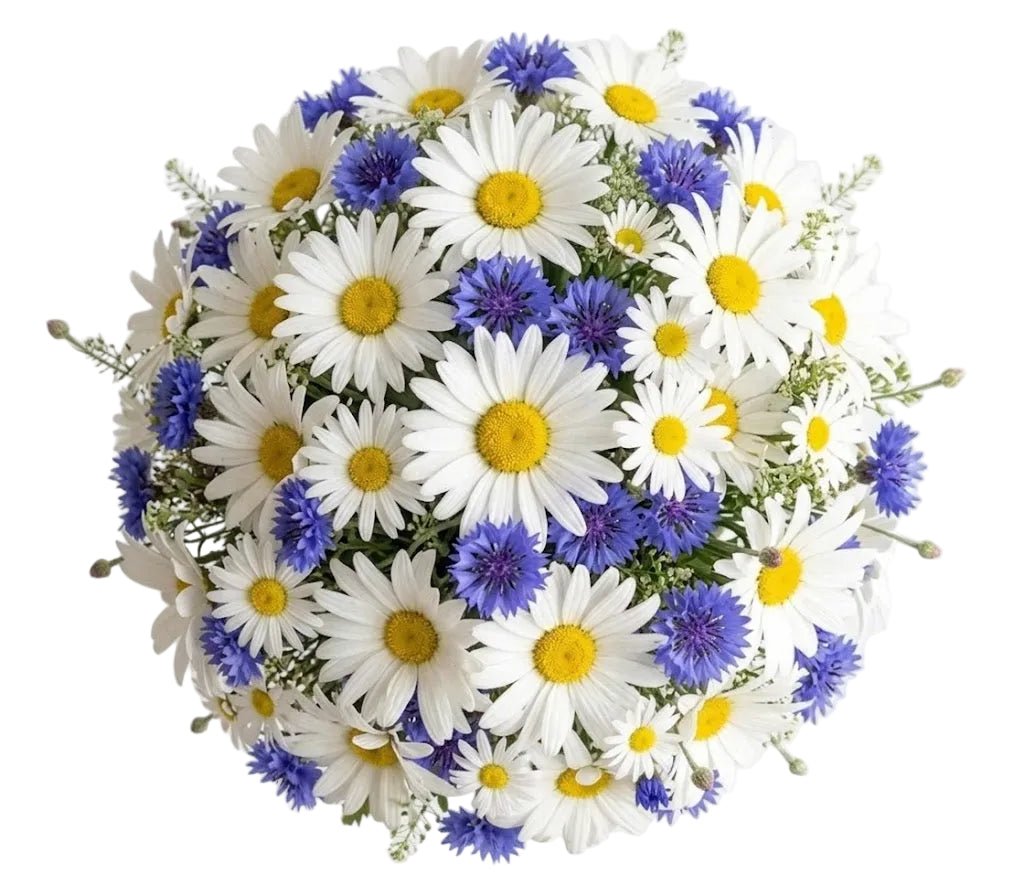 Daisy and Cornflower Bouquet - Florist London