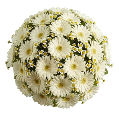 Daisy Tanacetum and Gerbera Bouquet - Florist London