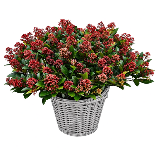 Decorative Skimmia Rubella Plant Basket - Florist London