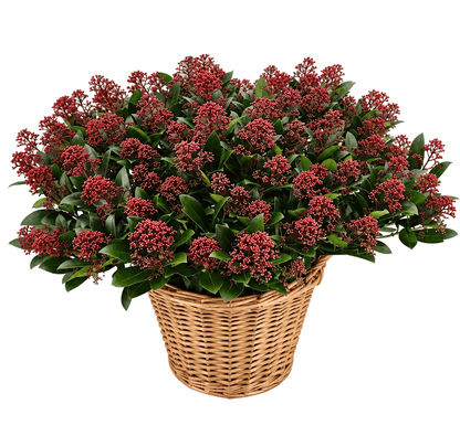 Decorative Skimmia Rubella Plant Basket - Florist London