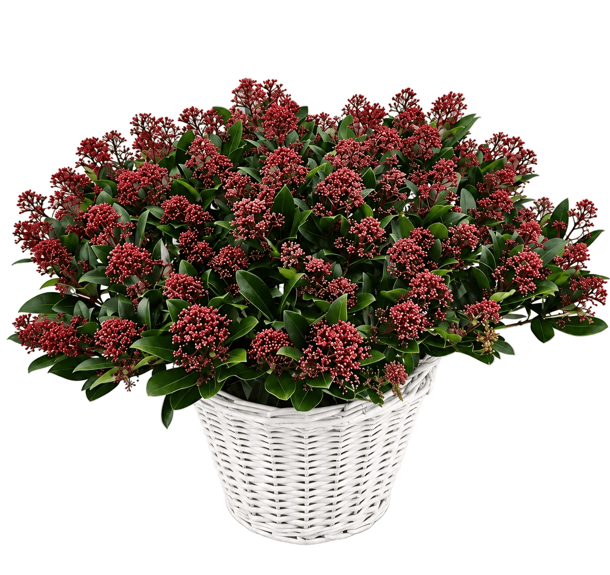 Decorative Skimmia Rubella Plant Basket - Florist London