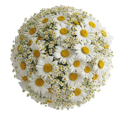 Duo Daisy Pretty Bouquet - Florist London