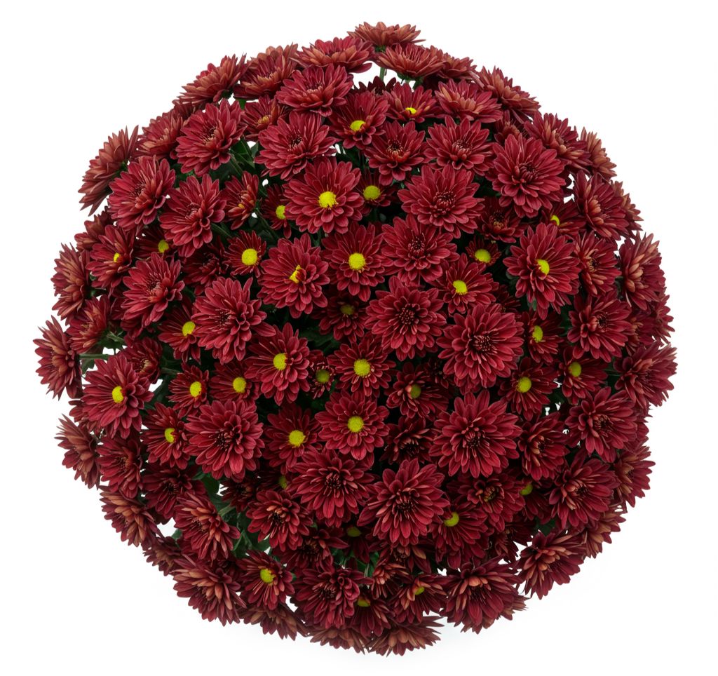 Duo Red Chrysanthemum Bouquet