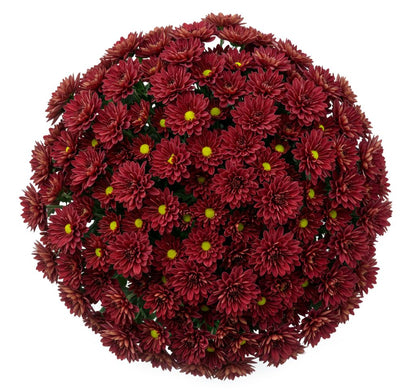 Duo Red Chrysanthemum Bouquet