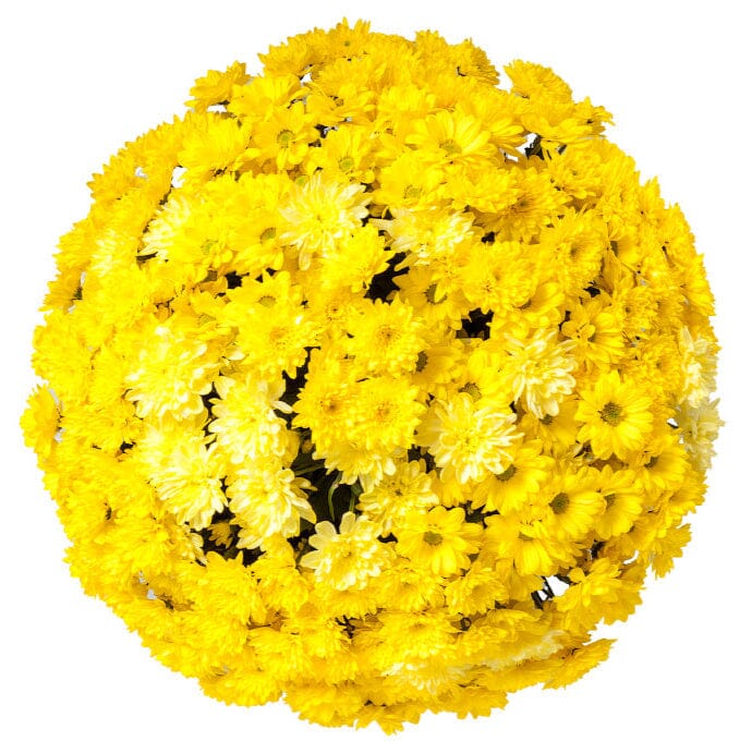 Duo Yellow Chrysanthemum Bouquet - Florist London