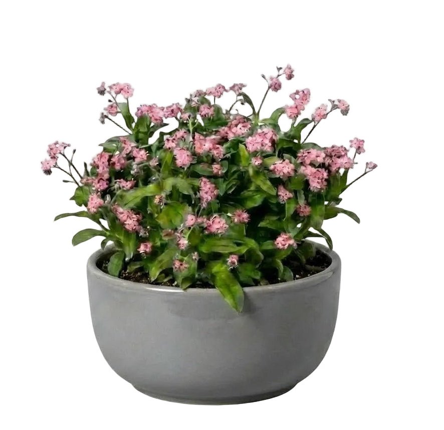 Elegant Ceramic Pot Arrangement with Blue Forget - Me - Not Plants - Florist London
